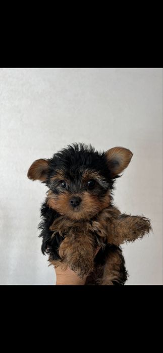 Йоркширски териери