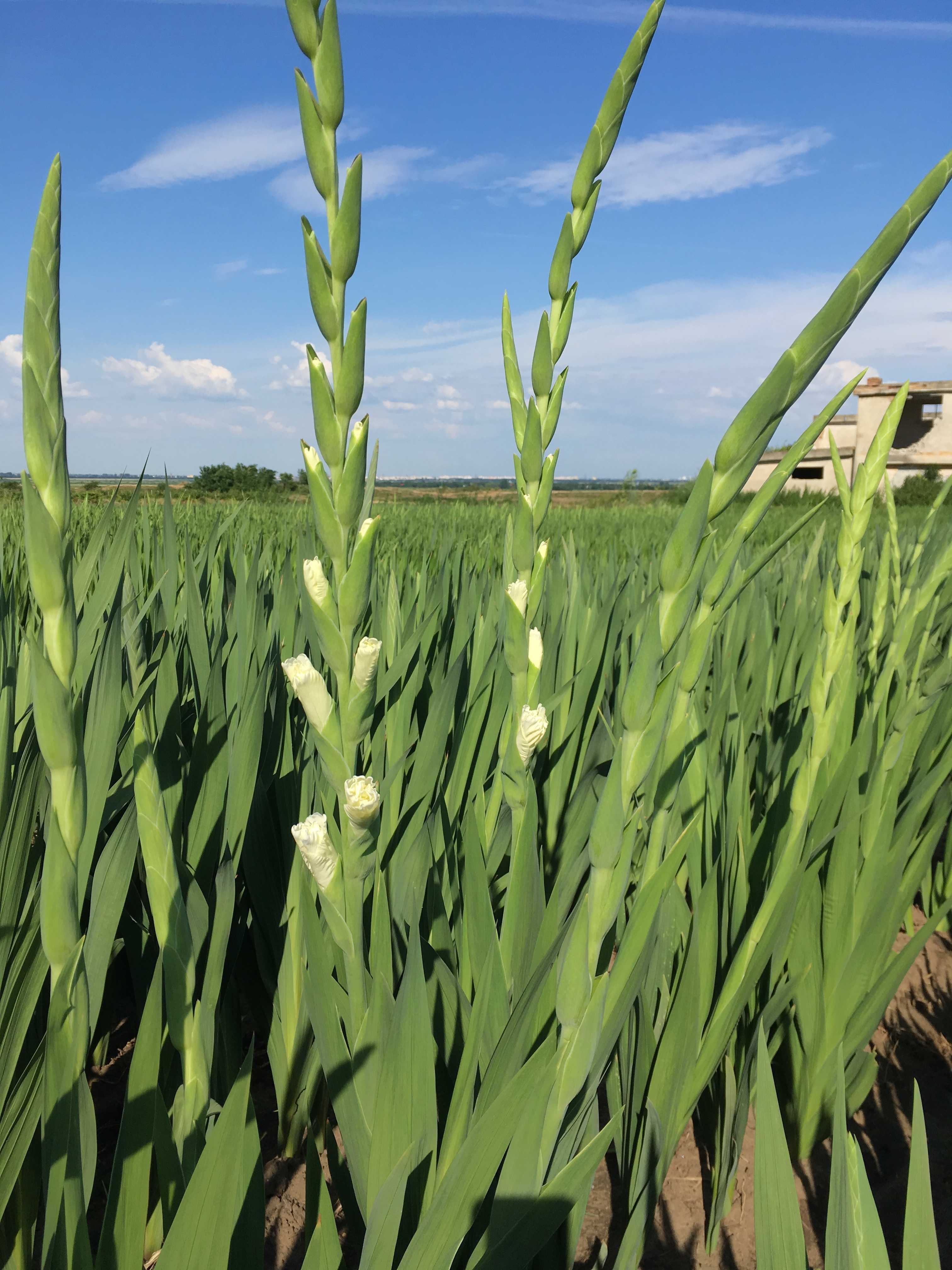 vand bulbi gladiole