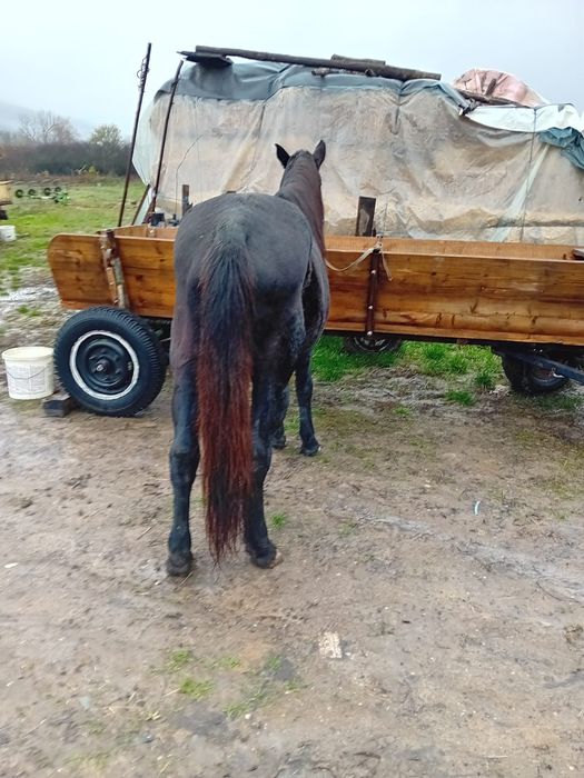 Armăsar de vânzare