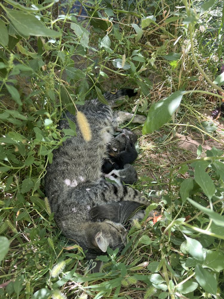 Кошка бесплатно