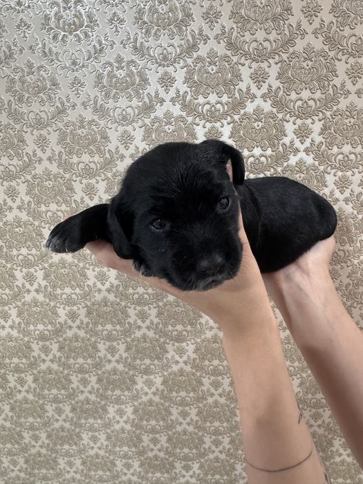 Продам щенков русского спаниеля