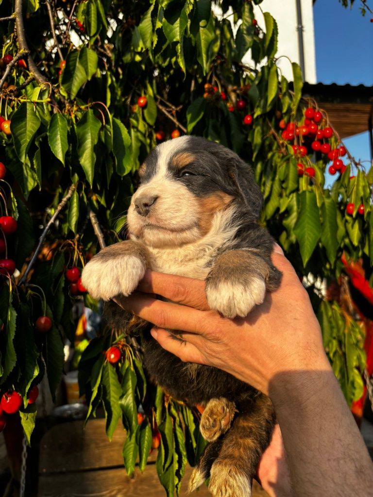 Pui  femela Ciobanesc de Berna cu Pedigre