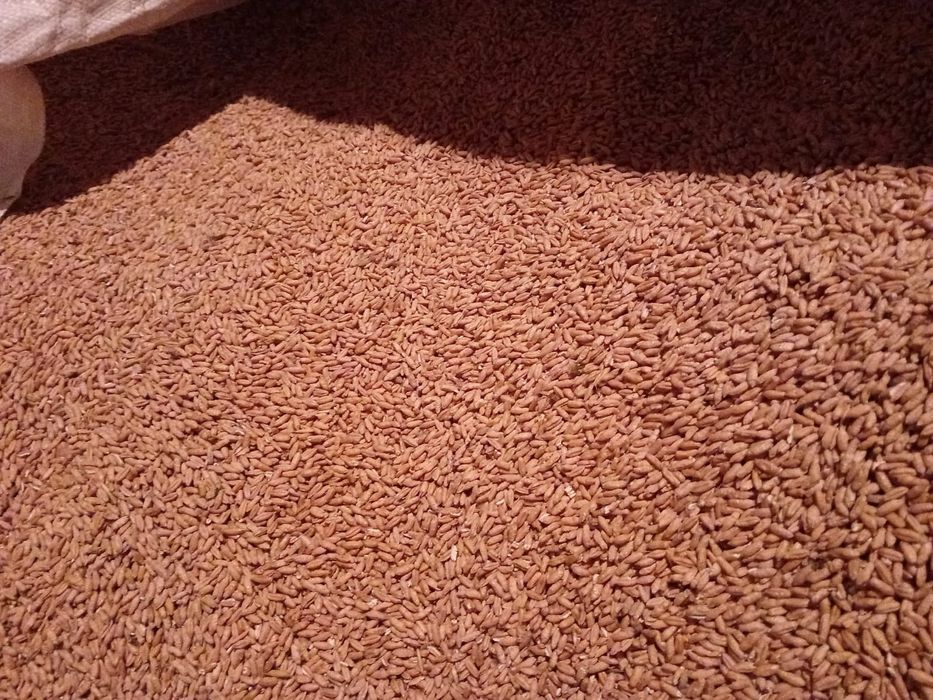 Trichitale de vânzare