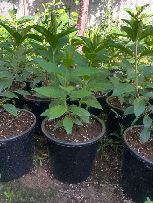 Гортензии в продаже четырех литр. горшке по сто пятесят тыс сумм