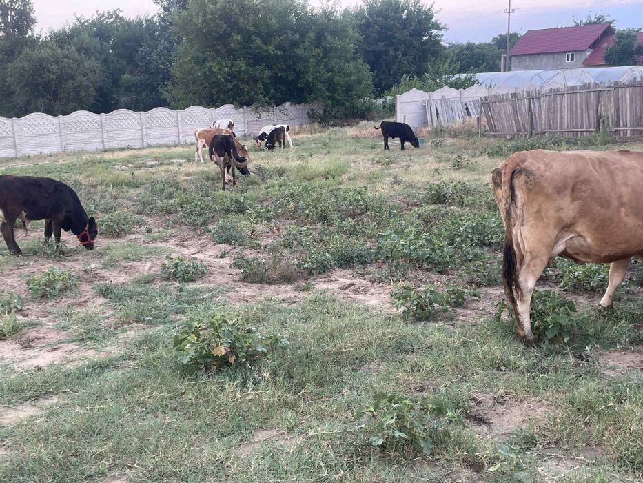 Vând vaci și vitei.vaca cu vitel coasta 2000e