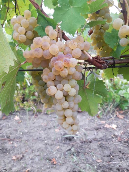 Vin vin alb productie proprie 2025