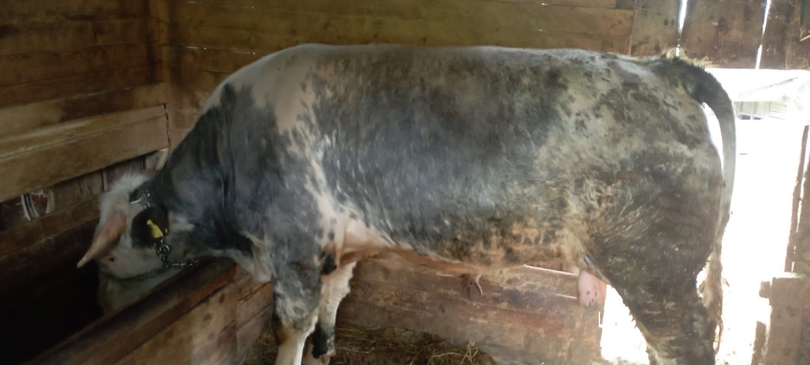 De vânzare taur de 600, 700kg