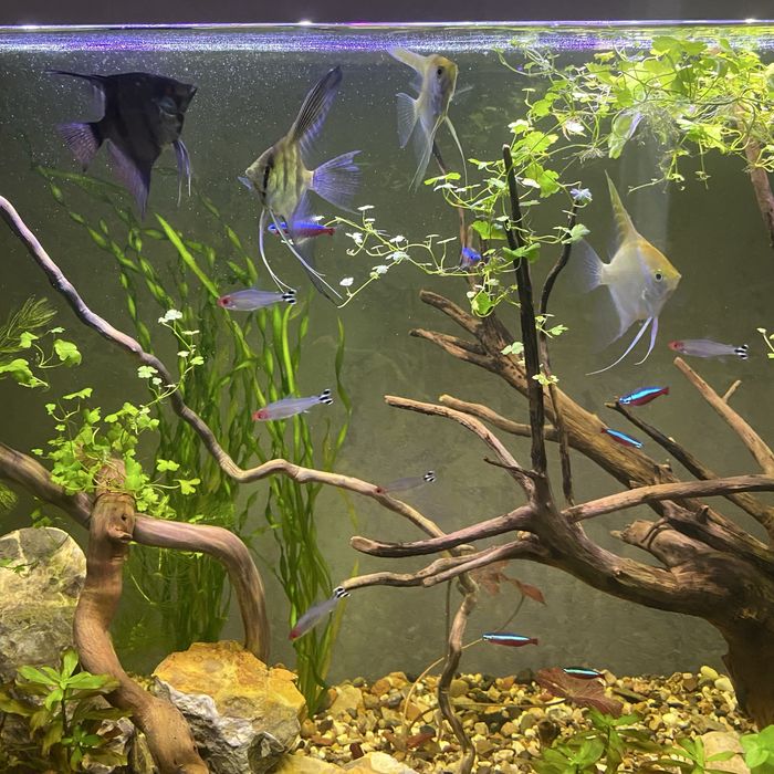 Срочно продаются скалярии