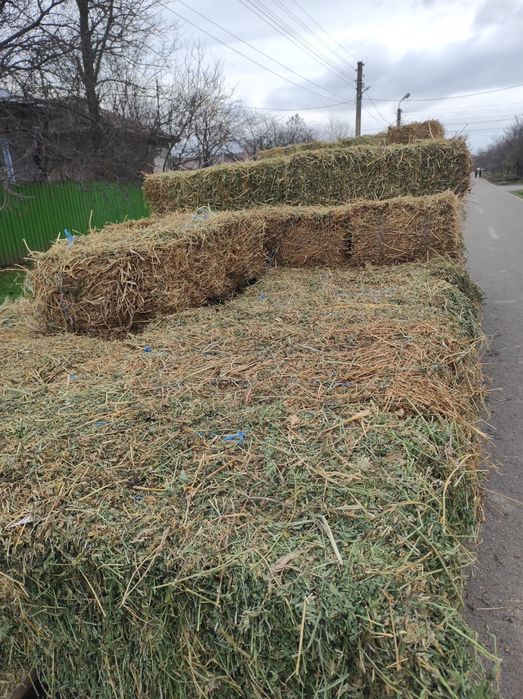 Vând baloți de lucernă