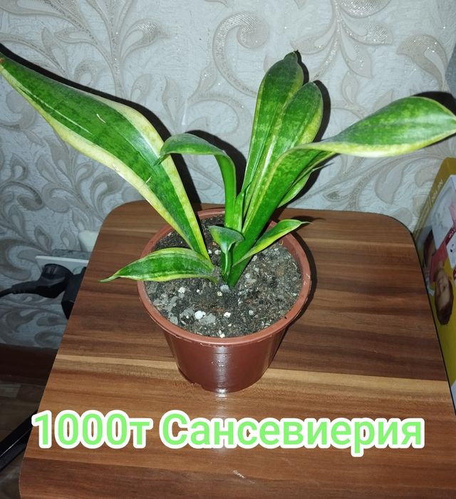 Сансевиерия продам
