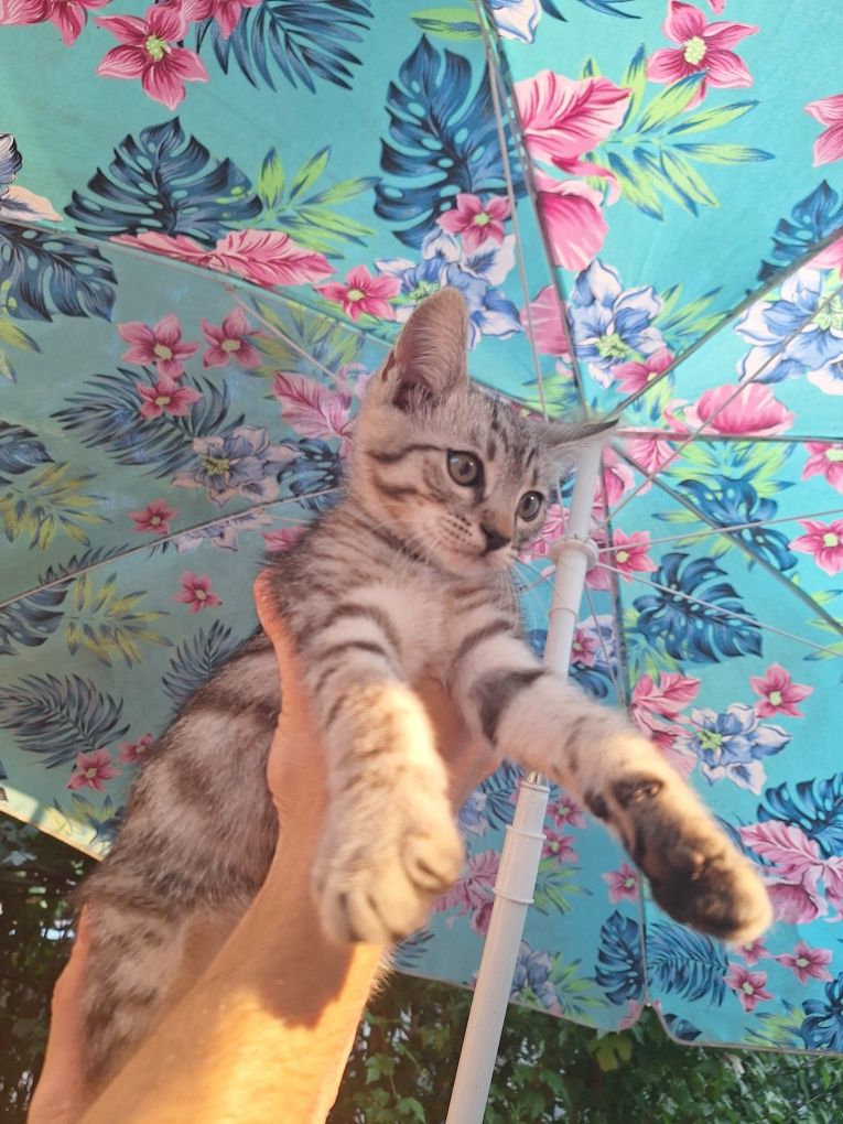Подарявам котета
