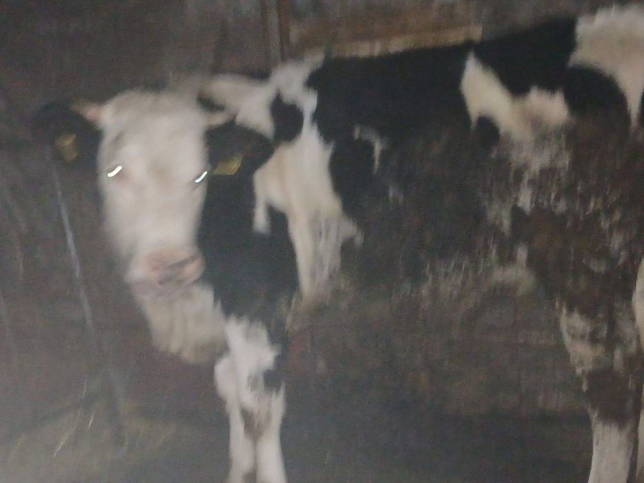 Vand vitea de aprx un an si 8 luni