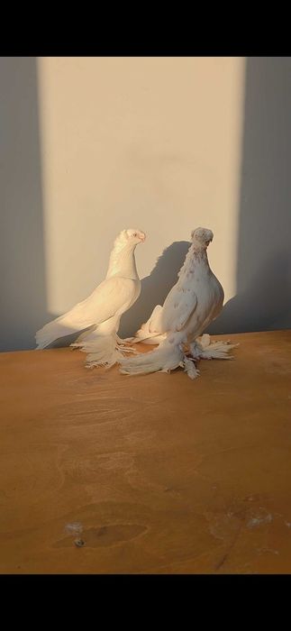 Kabutar golubi dvuxchubi