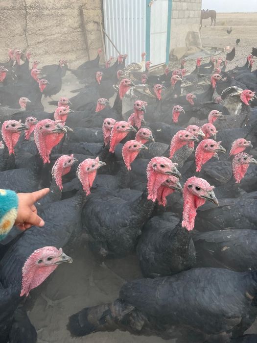 Үндіктер бар еркек ұргашы