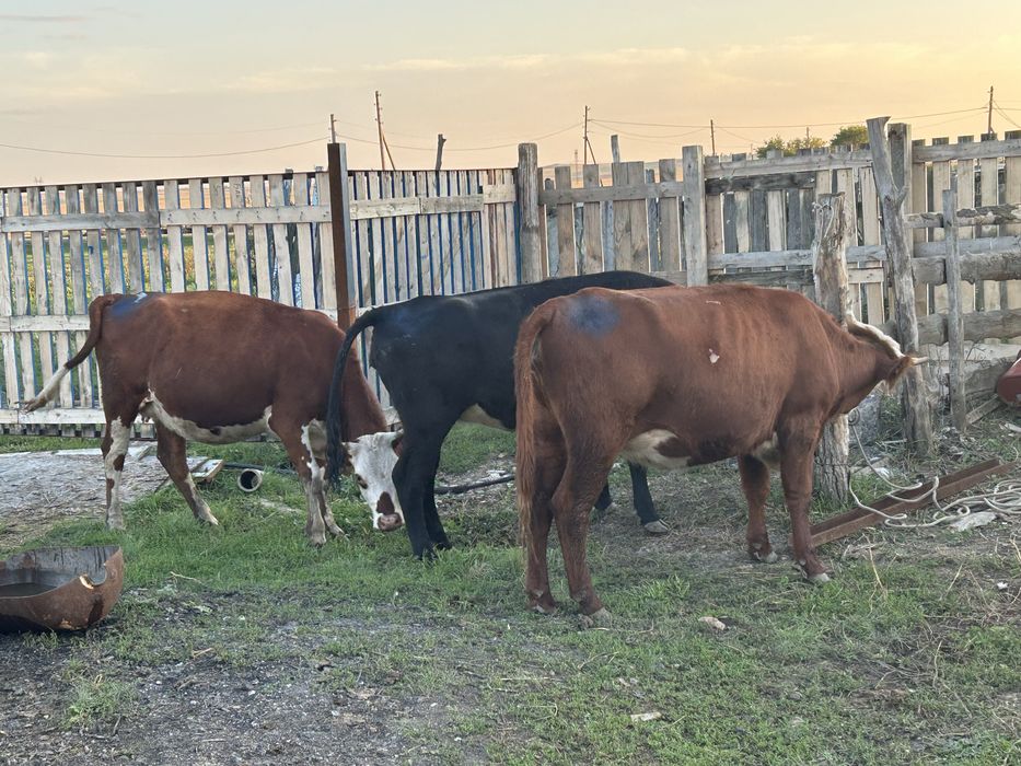 Семиз қашарлар сатылады