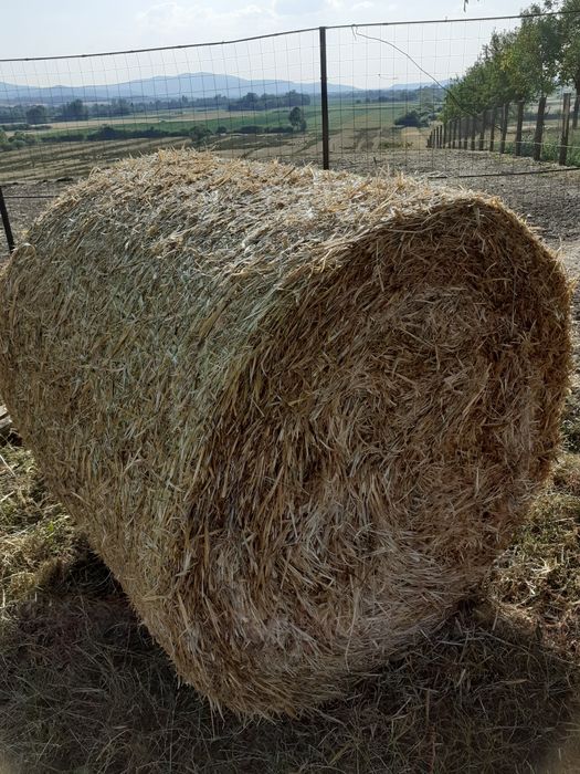 Baloti de paie 1.20X1.20 de grâu și ovas