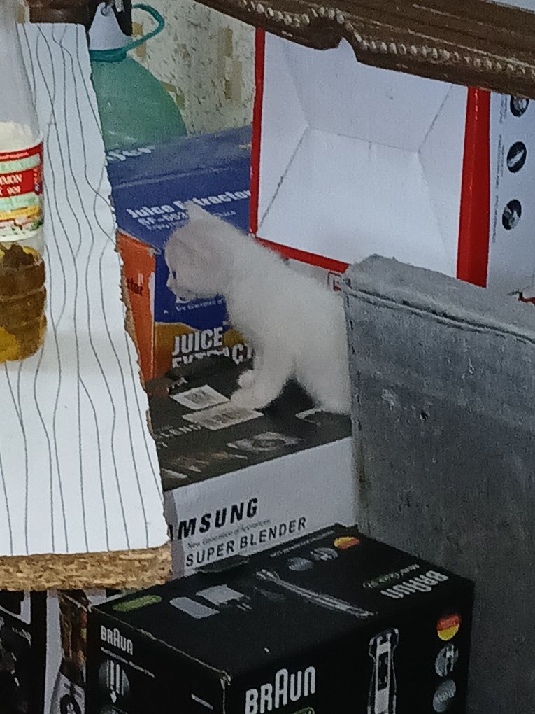 Мушук боллари котята