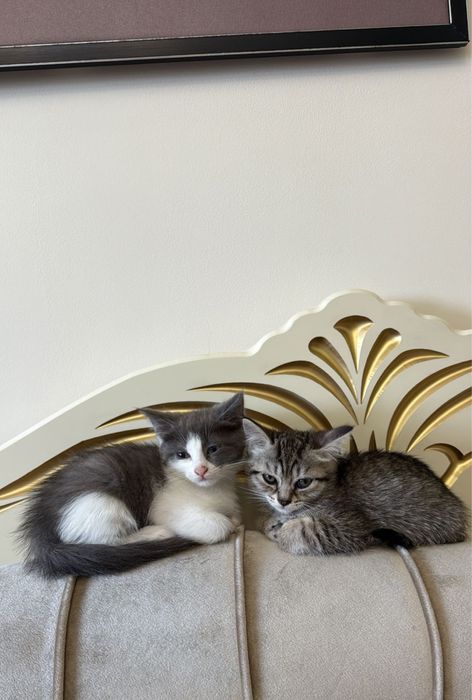 Котята ищут заботливых хозяев