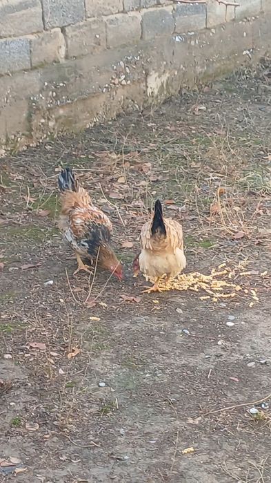 Тауык куры.2 штук домашний тауык Биылгы балапан.
