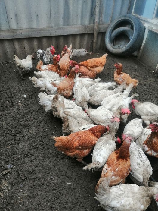 Несушка 1000 теңге