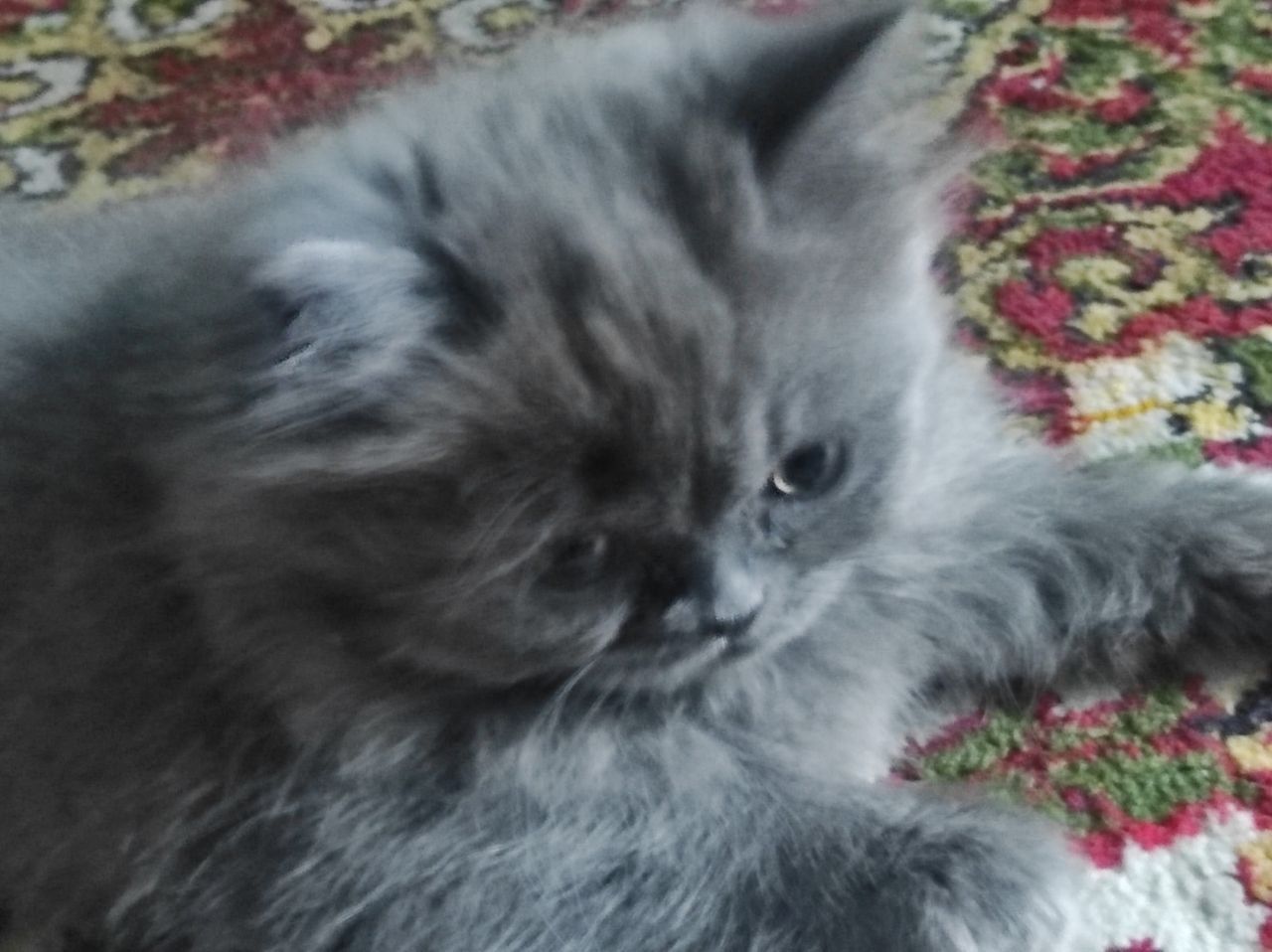 Котенок персидской породы 4 мес.