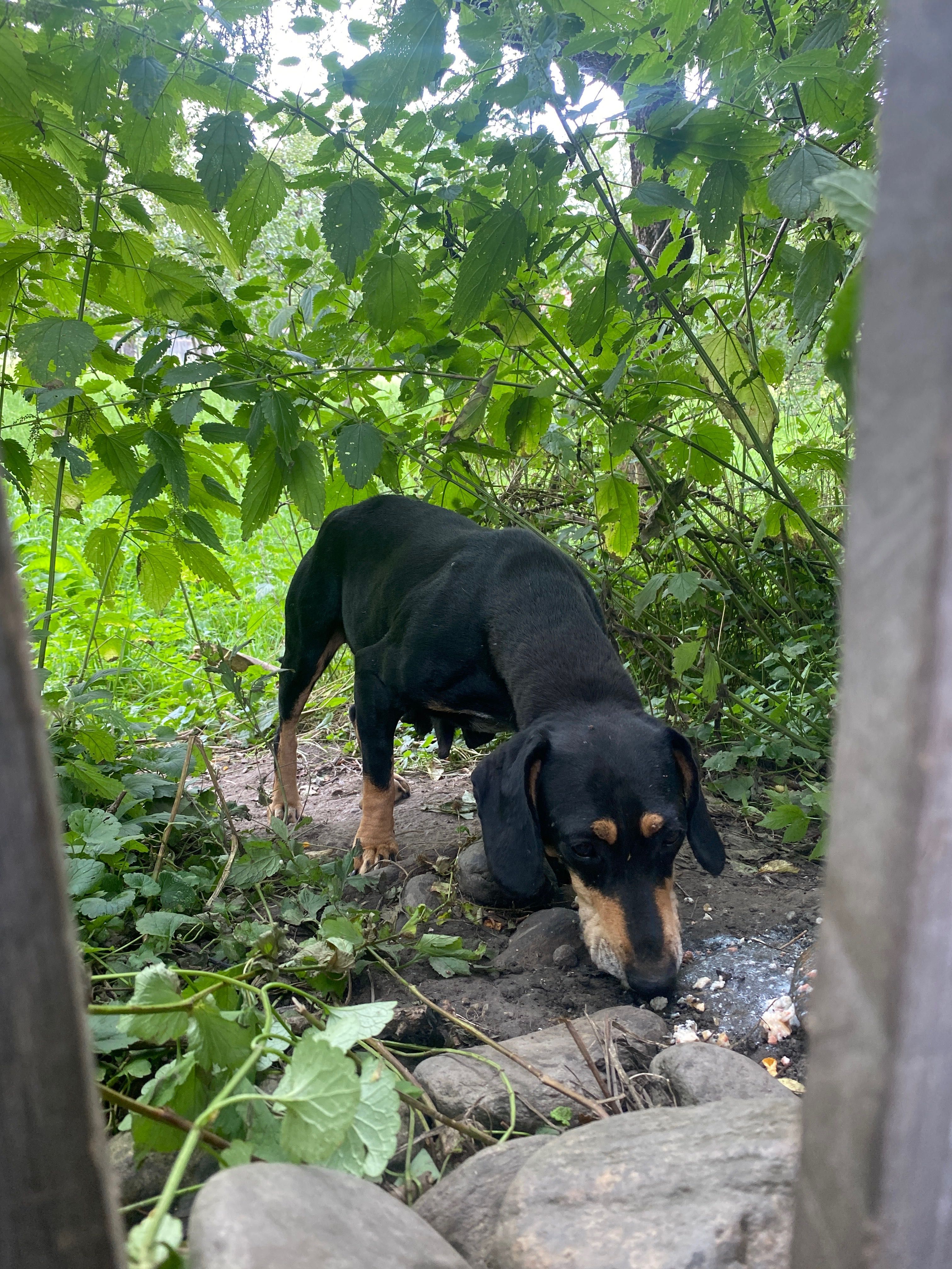 Cățeluși abandonați!!