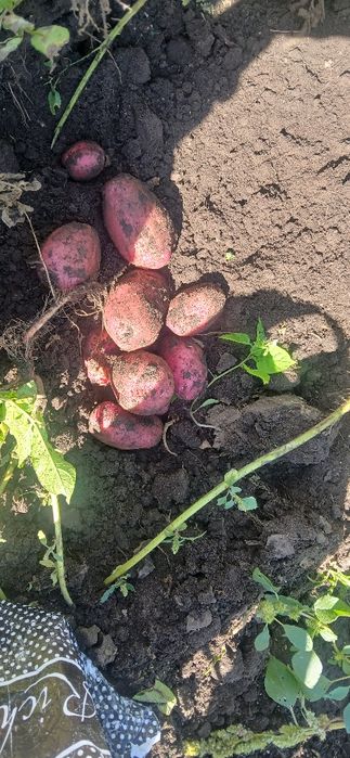 СЕМИНА НА КАРТОВЕЛ 2025года красный картофел