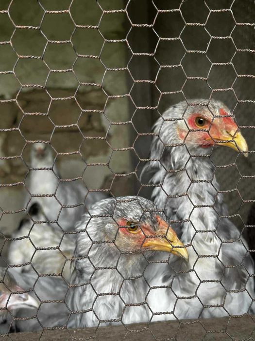 Продавам кокошки брами