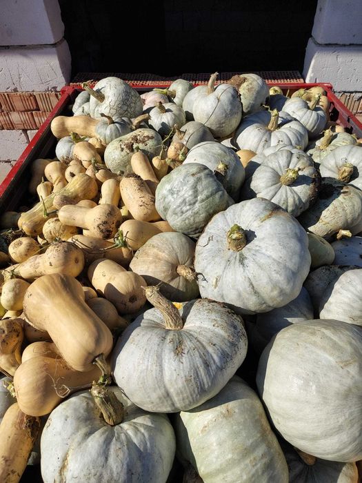 De vanzare! Dovleac plăcintar .Dovleac de copt. Simsom,Matilda