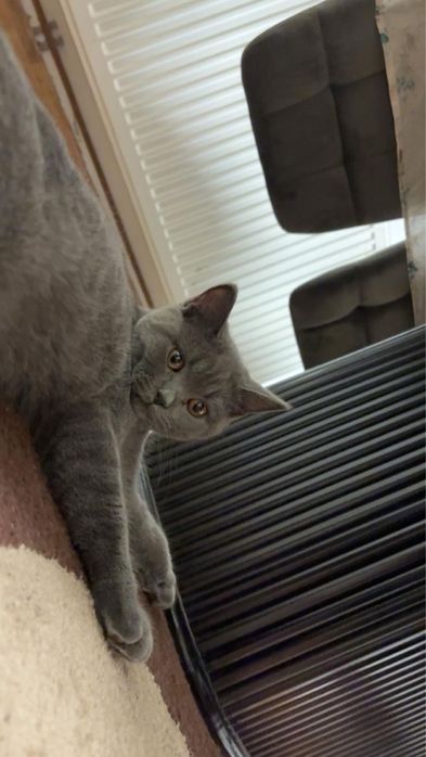 Vand motan brithish short hair