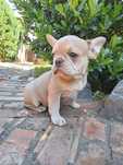 Bulldog francez fetita