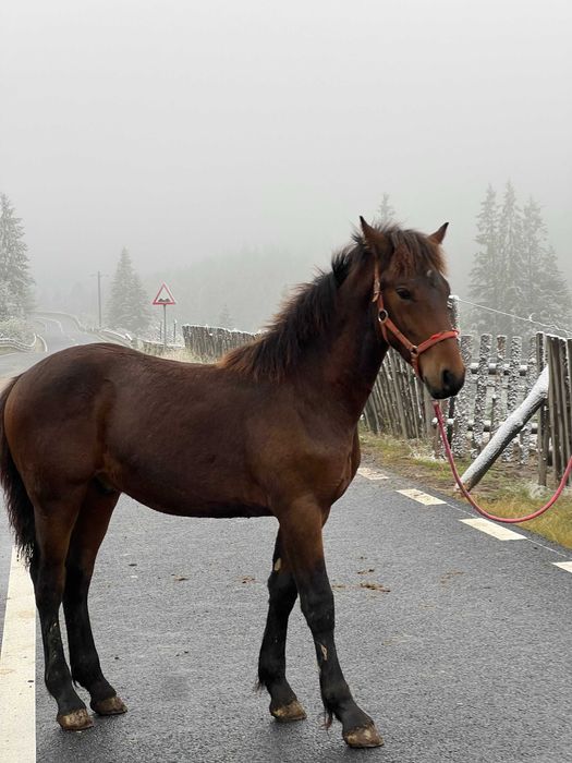 Manz armasar echitație frizian