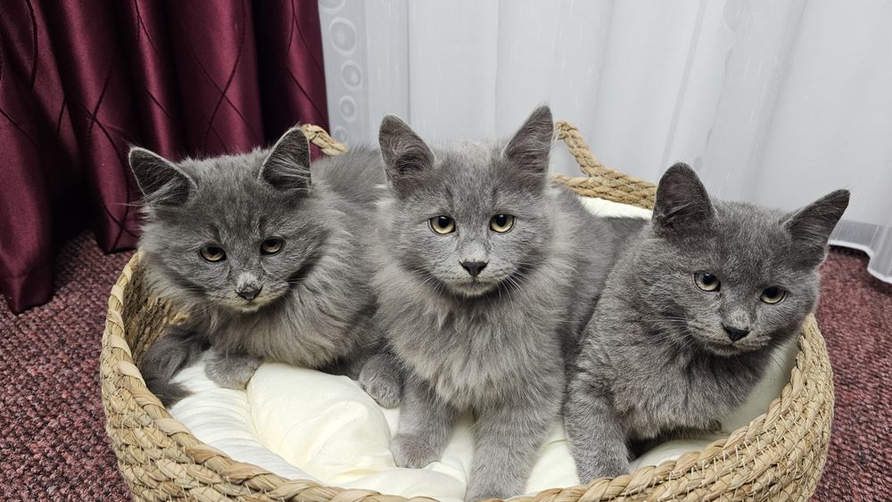 Pisici superbi gri integral, Nebelungi