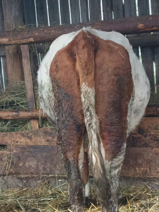 Vând vacă bălțată romanesca
