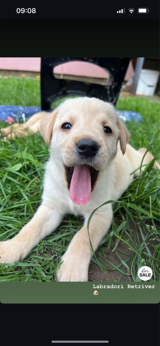 Donez Labradori Retriver