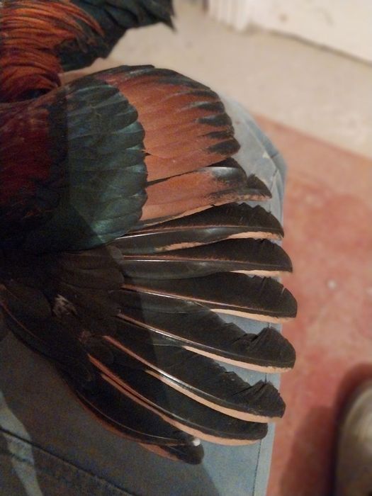 Япон хороз ва товуклар сотилади