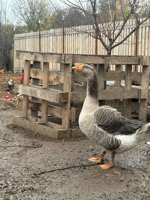 Продавам млади гъски