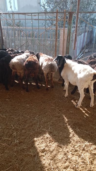 Токты қошқарлар сатылады