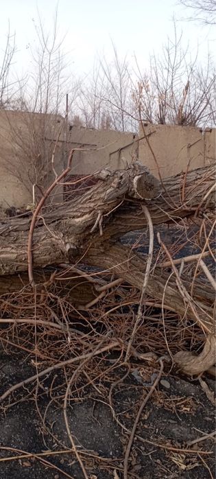 Отдам дрова, ветки, самовывоз