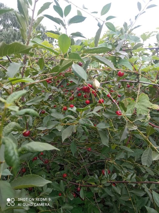 Продаем дачу, с/о Энтузиаст