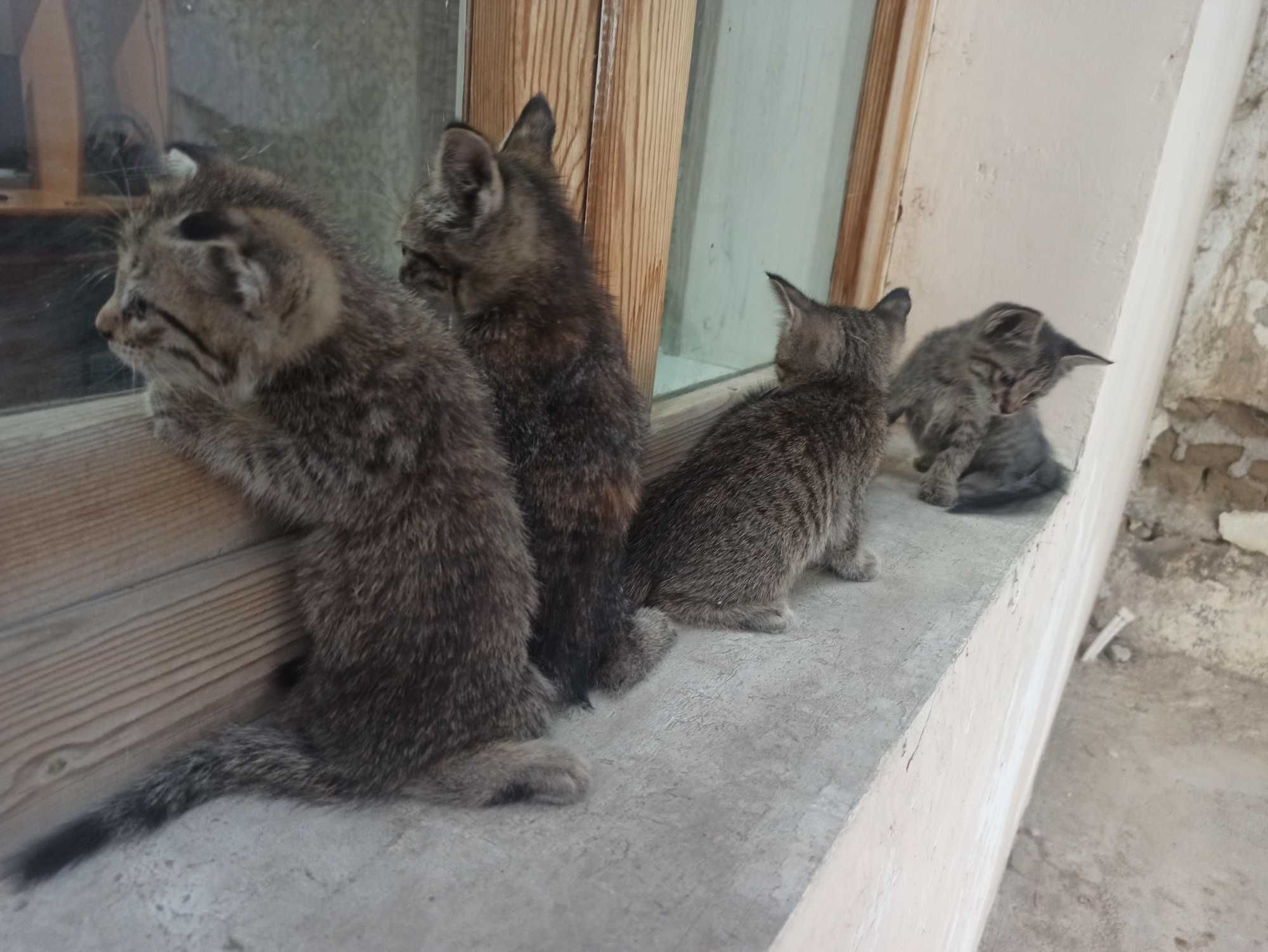Ласковый домашние котята