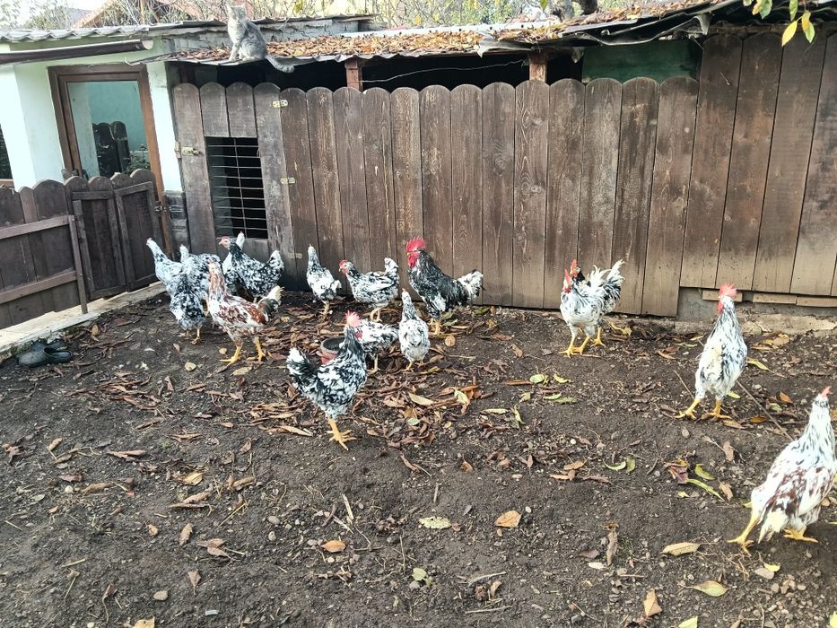 Pita pinta asturiana