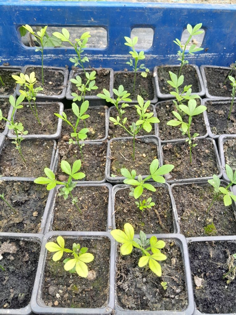 Lamai de gradina ( Poncirius Trifoliata)