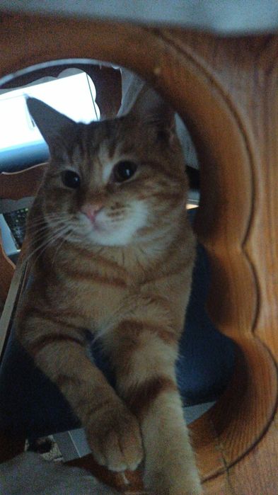 Отдам даром кота