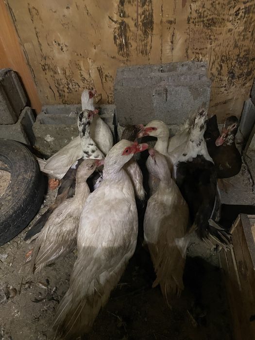 Продам шипунов 8шт самки один самец город тараз