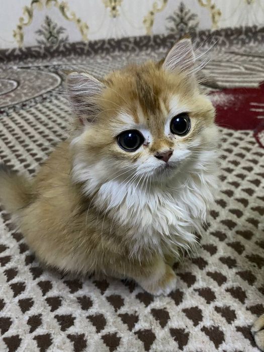 Продаетса  кошки  мушуклар шиншила