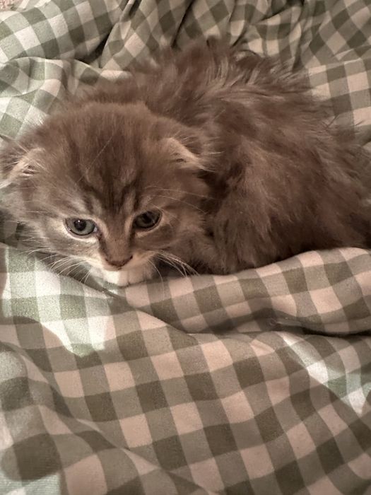 Котята вислоухие
