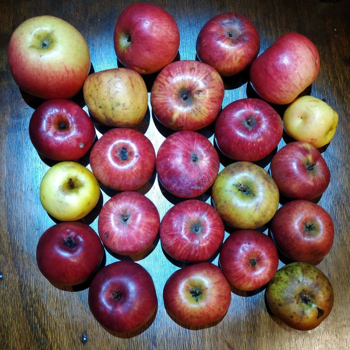 Калеми от стари сортове ябълки