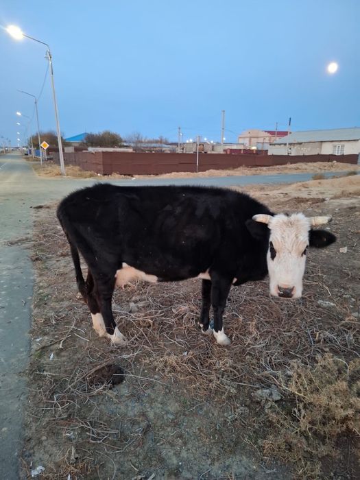 Сиыр баспагымен сатылады немесе Кулынды биеге ауыстрам