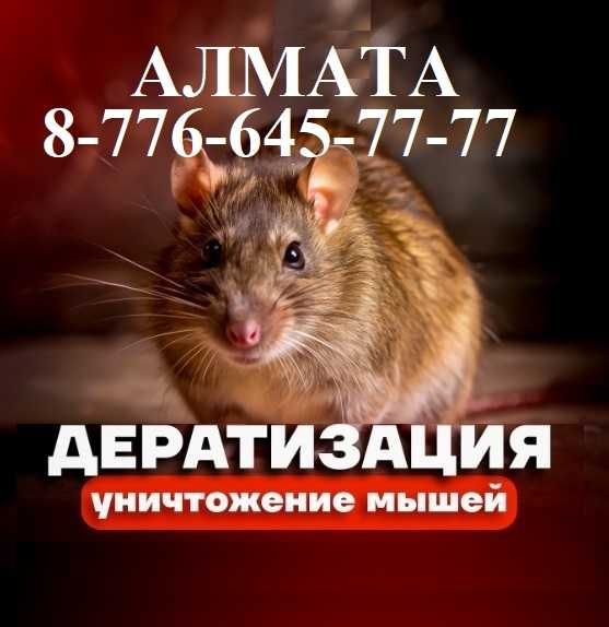 ‼️ Уничтожение мышей крыс тараканов клопов блох ‼️ Алматы ‼️ №998